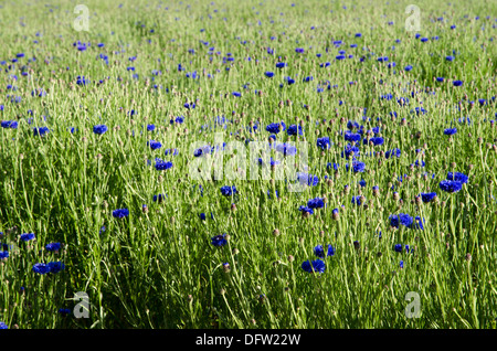 Champ de bleuet Banque D'Images