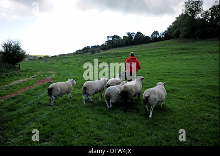 L'élevage de moutons à la ferme familiale près de Saddlescombe Devils Dyke Brighton UK Banque D'Images