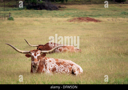 Longhorn cattle reposant sur un Texas ranch Banque D'Images