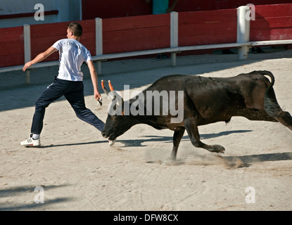 Le Français bull fighting,cours de la Tauromachie Camarguaise,Fontvieille France,Bull fighter et bull, à pleine charge, David Collingwood Banque D'Images