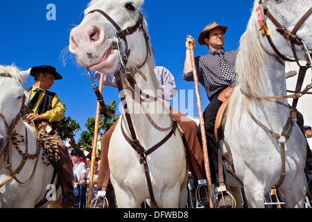 Les Gardians (cavaliers qui fonctionne avec bull de Camargue).Procession annuelle pendant le pèlerinage gitan Banque D'Images