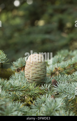 La maturité des cônes de pin et de nouveaux pays en développement sur le cône de cèdre de l'Atlas bleu arbre branche entre les aiguilles de pin Banque D'Images