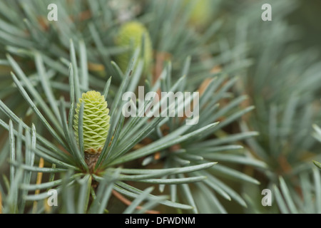 La maturité des cônes de pin et de nouveaux pays en développement sur le cône de cèdre de l'Atlas bleu arbre branche entre les aiguilles de pin Banque D'Images