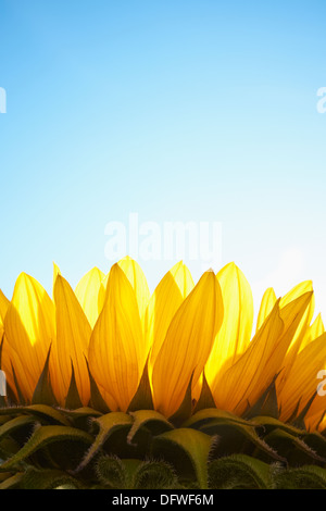 Retour tournesol allumé, Close up avec copie espace. Banque D'Images