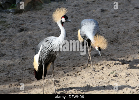 Gris deux grues couronnées (Balearica regulorum) Banque D'Images