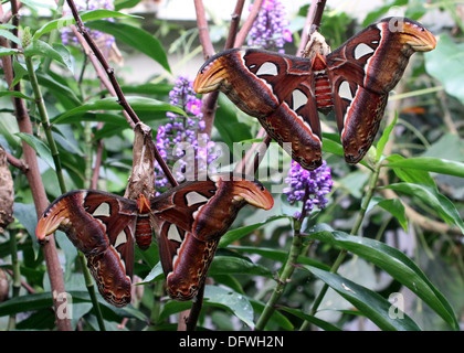 Deux papillons géant Attacus Atlas (atlas) posing together Banque D'Images