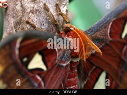 Extreme close-up du corps et de la tête d'un espèce d'Atlas (Attacus atlas) Banque D'Images