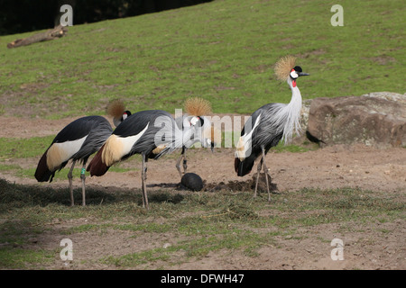 Groupe d Gray grues couronnées (Balearica regulorum) Banque D'Images