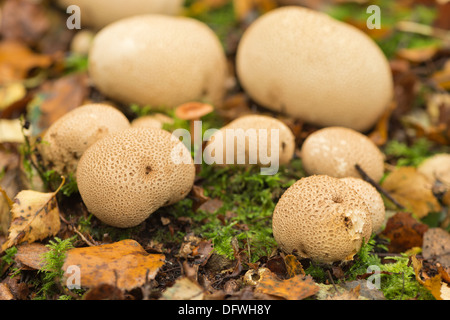 Grappe de poison commun earthball de peau de vesse-de-bois sur plancher sous silver birch Trees in autumn Banque D'Images