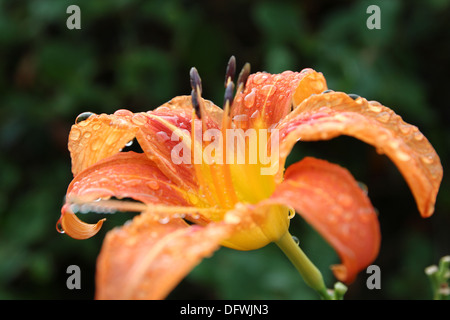 Lys Orange avec des étamines et des gouttelettes de pluie Banque D'Images