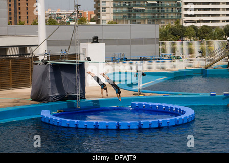 Dauphins à nez de bouteille à l'océanographie de la Ville des Arts et des Sciences de Valence, Espagne Banque D'Images