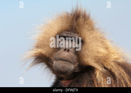 Le babouin gélada (Theropithecus Gelada), le parc national des montagnes du Simien, région d'Amhara, au nord de l'Ethiopie Banque D'Images