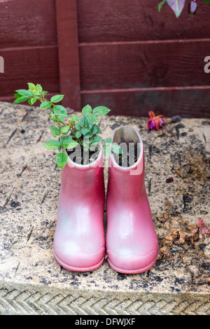 Plante poussant dans vieille paire de bottes rouges de l'enfant Banque D'Images