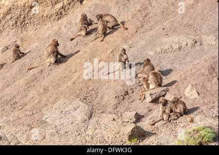 Les babouins gélada (Theropithecus Gelada) sur une falaise, le parc national des montagnes du Simien, région d'Amhara, au nord de l'Ethiopie Banque D'Images