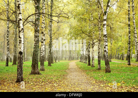 Sentier d'automne en octobre Morning Mist Birch Grove Banque D'Images