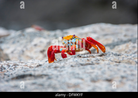 Sally Lightfoot crab (Grapsus grapsus), l'île South Plaza, Galapagos, Equateur Banque D'Images