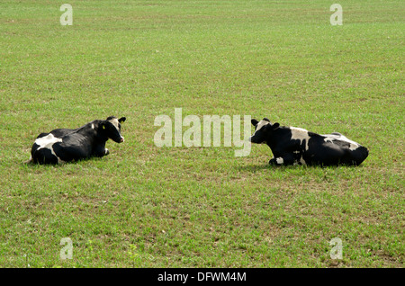 Deux jeunes taureaux de race Frisonne couché dans un champ vert. Banque D'Images