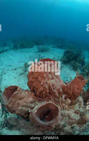 Caraïbes éponge énorme baril à la barrière de corail mésoaméricaine. La photo est prise dans l'Ambre gris, Les Cayes du Belize. Banque D'Images