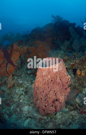 Caraïbes éponge énorme baril à la barrière de corail mésoaméricaine. La photo est prise dans l'Ambre gris, Les Cayes du Belize. Banque D'Images