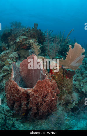 Caraïbes éponge énorme baril à la barrière de corail mésoaméricaine. La photo est prise dans l'Ambre gris, Les Cayes du Belize. Banque D'Images