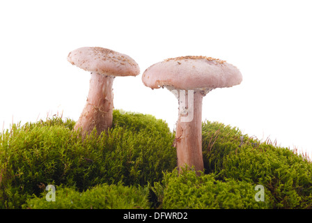 Les champignons et la mousse verte sur un fond blanc. Banque D'Images