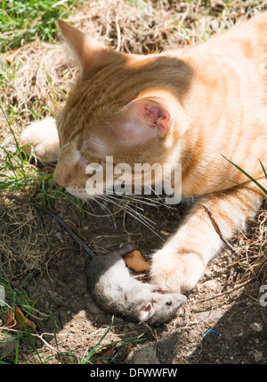 Chat et souris dans le jardin. Souris attraper Cat Banque D'Images