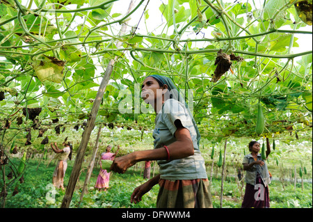 BANGLADESH Madhupur, les femmes Garo récoltent des légumes dans le jardin communautaire, Garo est une minorité ethnique et chrétienne Banque D'Images