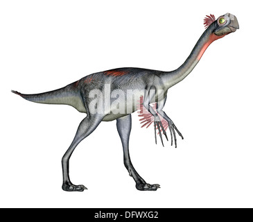 Gigantoraptor dinosaure, fond blanc. Banque D'Images