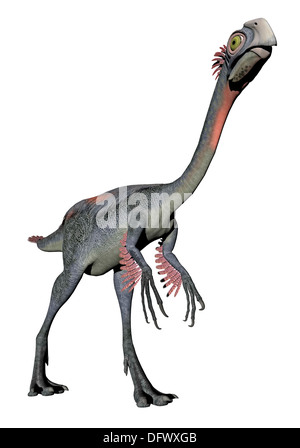 Gigantoraptor dinosaure, fond blanc. Banque D'Images