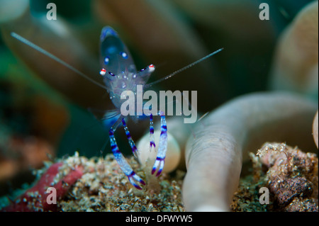 Anémone (crevette Periclimenes Sarasvati sarasvati), Parc National de Bunaken Patk, Sulawesi, Indonésie. Banque D'Images
