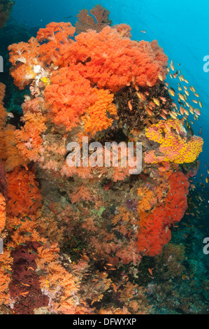 Récifs colorés de Raja Ampat couvert de Dendronephthya orange corail mou, la Papouasie occidentale, en Indonésie. Banque D'Images