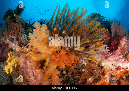 Les Crinoïdes et coraux mous multicolores ornent un récif à Raja Ampat, Papouasie occidentale, en Indonésie. Banque D'Images