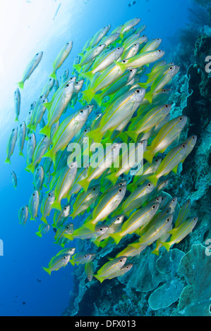 Brownstripe la scolarité, vitta), Raja Ampat, Papouasie occidentale, en Indonésie. Banque D'Images