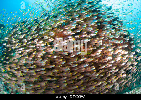 De l'école golden sweeper poisson, Raja Ampat, en Indonésie. Banque D'Images