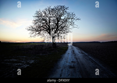 Arbre isolé et chemin de terre sur les terres agricoles en milieu rural au lever du soleil Banque D'Images