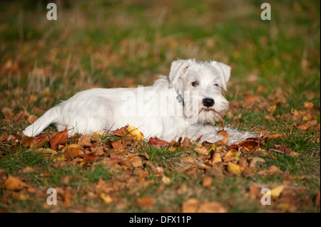 12-semaines-vieux chiot Schnauzer nain dans les feuilles d'automne Banque D'Images