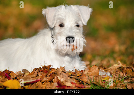 12-semaines-vieux chiot Schnauzer nain dans les feuilles d'automne Banque D'Images