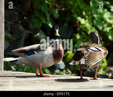 Un mâle et femelle Canard colvert debout sur le quai. Banque D'Images