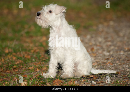 12-semaines-vieux chiot Schnauzer nain dans les feuilles d'automne Banque D'Images