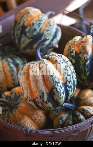 New York, USA. 8 octobre 2013. autumn gourds dans un panier à un stand de la ferme dans le sud de l'Alaska Crédit : Gabe Palmer/Alamy Live News Banque D'Images