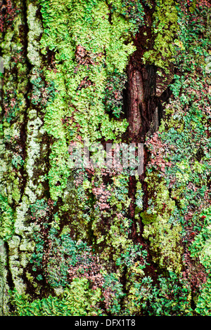 La croissance des lichens multicolores sur l'écorce de tronc de l'arbre libre Banque D'Images