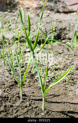 L'ail vert frais de plantation. Close up l'ail Banque D'Images