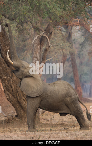 Homme éléphant africain (Loxodonta africana) atteignant jusqu'à un arbre de l'alimentation de l'Ana (Faidherbia albida) Banque D'Images