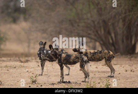 Trois chiens sauvages adultes (Lycaon pictus) Banque D'Images