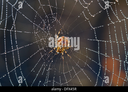 Le jardin européen, araignée Araneus diadematus, dans d'araignée avec dewdrops Banque D'Images