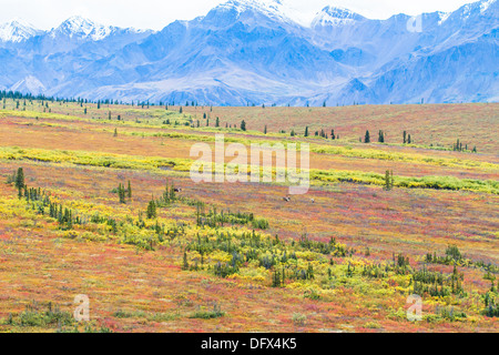 Caribou broutant dans la toundra arctique, dans des couleurs d'automne au parc national Denali, Alaska Banque D'Images