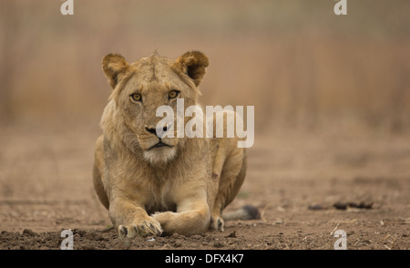 Sub-adulte male lion (Panthera leo) regardant la caméra Banque D'Images