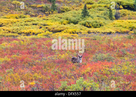 Caribou broutant dans la toundra arctique, dans des couleurs d'automne au parc national Denali, Alaska Banque D'Images