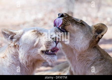 Lionnes en captivité avec des expressions du visage consummatory chaque toilettage autres, Zambie Banque D'Images