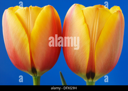 Tulipa 'Paix' Tulip Darwin Avril Groupe hybride Banque D'Images